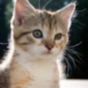 Meet your Posher, Addison